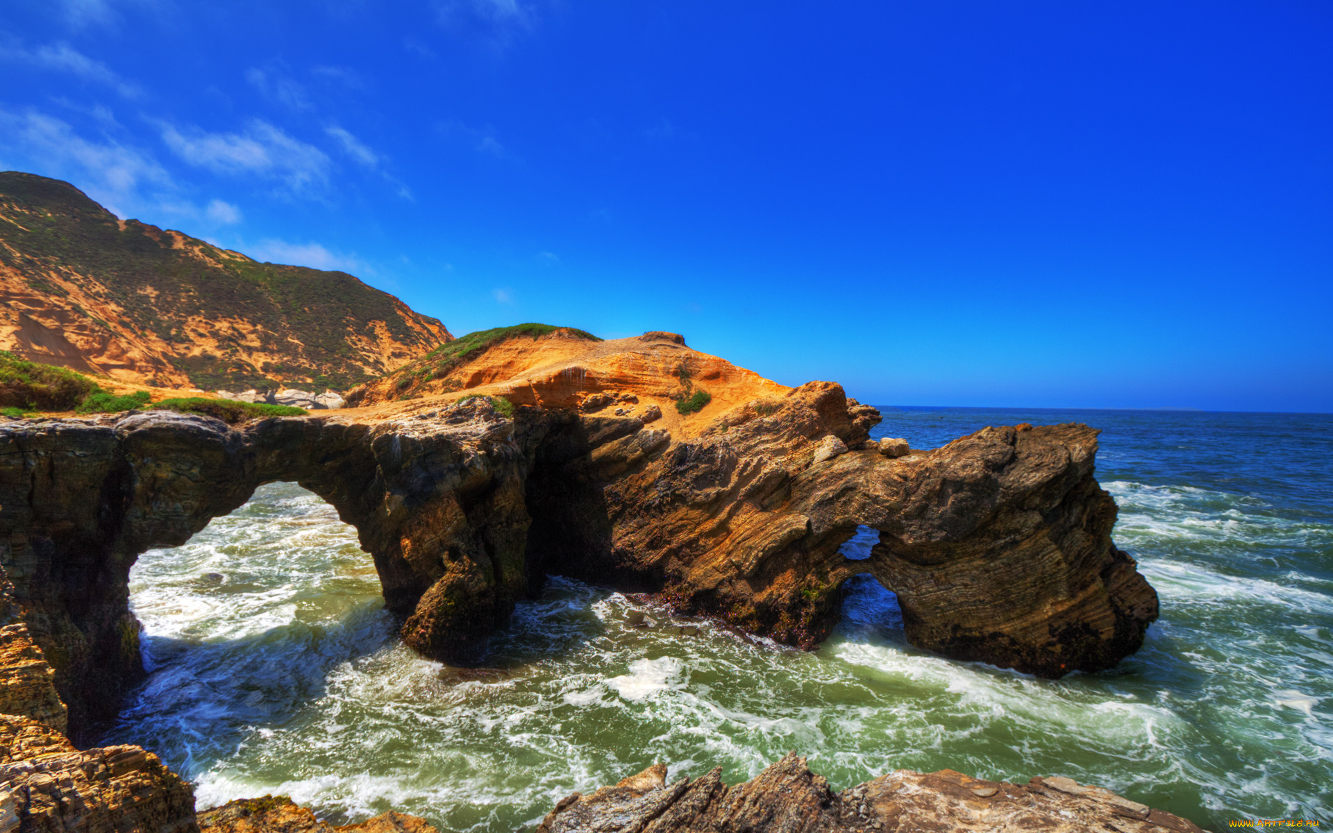 mussel, rock, , , , , 